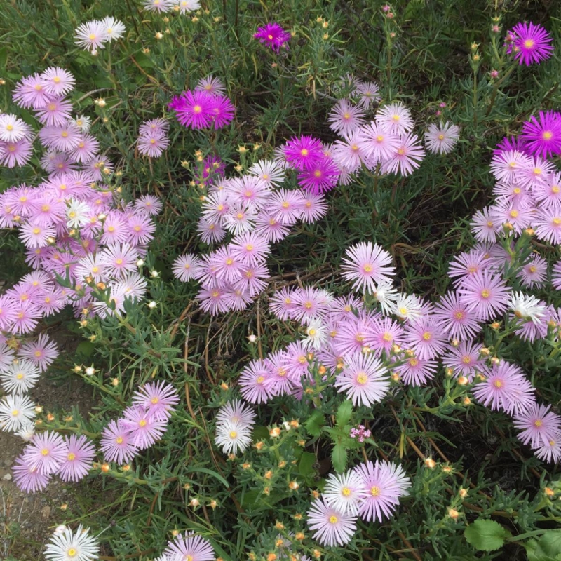 Ice Plant Lampranthus sp.